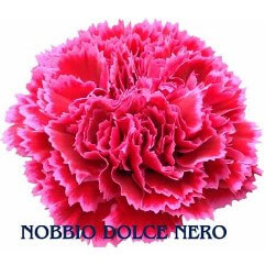 Nobbio Dolce Nero - Carnation